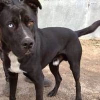 Simba, perro en adopción