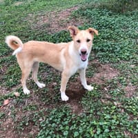 Troya, perra en adopción