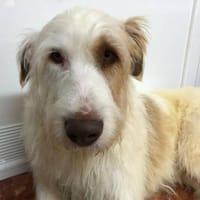 Hades, perro en adopción