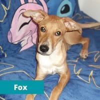Fox, perro en adopción