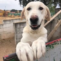 Fanny, perra en adopción