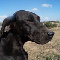 Tula, perra en adopción