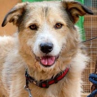 Sky, perro en adopción