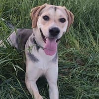 Linda, perra en adopción