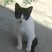 Rayito veloz, {género}