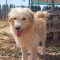 Otto, perro en adopción