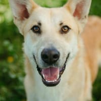 Comotú, perro en adopción
