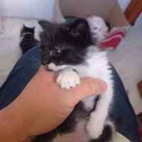 Bigotes, {género}