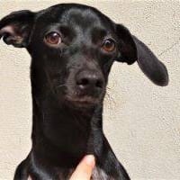 Bella, perra en adopción