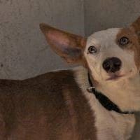 Senyera, perra en adopción
