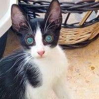 Gatito beniganim 5, {género}