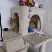 Naranjito, {género}