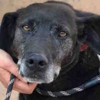 Tizón, perro en adopción