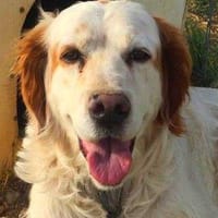 Timo, perro en adopción