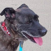 Mora, perra en adopción