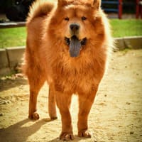 Willy, perro en adopción