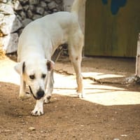 Baloo, perro en adopción
