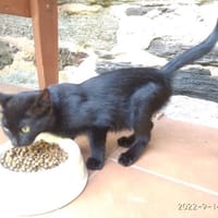 Gata, {género}