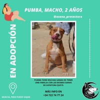 Pumba, perro en adopción