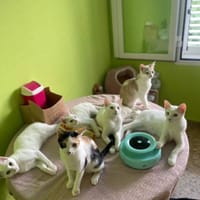 Limón, fresa, canela, trico y celeste, {género}