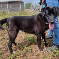 Bimba, perra en adopción