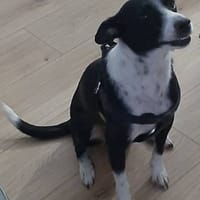 Hannah, perra en adopción