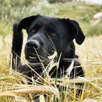 Batman, perro en adopción