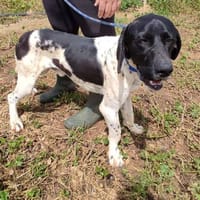 Oreo, perro en adopción
