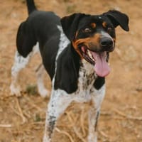 Orlando, perro en adopción