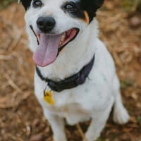 Tommy, perro en adopción