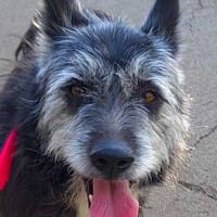 Canas, perra en adopción