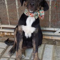 Tom, perro en adopción
