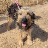 Loira, perra en adopción