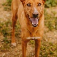 Carmí, perra en adopción