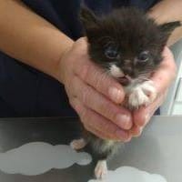 Gatito 3, {género}
