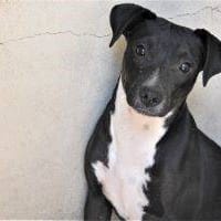 Greco, perro en adopción