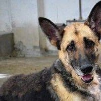 Star, perra en adopción