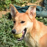 Rue, perra en adopción