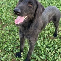 Asterix, perro en adopción
