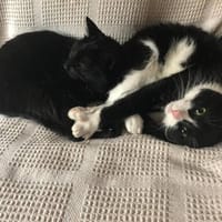 Cocó y marlene, {género}