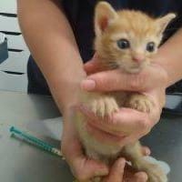 Gatito 2, {género}