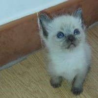 Gatito 1, {género}
