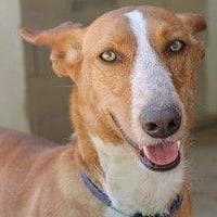 Apunt, perro en adopción