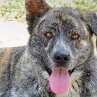 Shuto, perro en adopción
