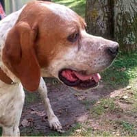 Fiter, perro en adopción