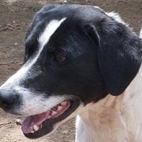 Pinta, perra en adopción
