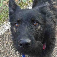 Tigris, perro en adopción