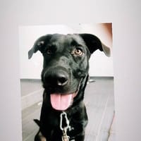 Scooby, perro en adopción