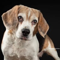 Romy, perra en adopción