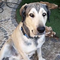 Jan, perro en adopción
